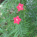 Ipomea quamoclit / Liane Paradis - lot de 6 graines