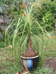 Beaucarnea recurvata / Nolina - Jeune plant