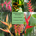 Heliconia en mélange / Balisier