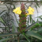 Lupulina barleria / Philippines Violet - jeune plant