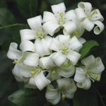 Murraya paniculata / Buis de Chine - Jeune Plant