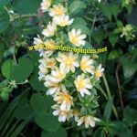 Pereskia aculeata  / Cactus - Jeune Plant