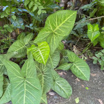 Syngonium podophylum / Patte d’oie - Jeune Plant
