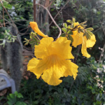 Tabebuia chrysantha / Arbre à Trompettes Jaune - lot de 15 graines
