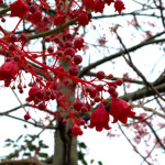 Brachychiton acerifolius / Flamme Australienne - Jeune plant