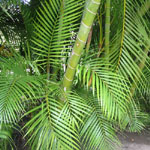 Dypsis lutescens / Palmier Areca - Jeune plant