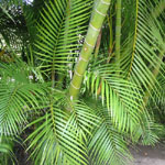 Dypsis lutescens / Palmier Areca /  Palmier Multipliant - lot de 200 Graines