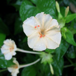 Mirabilis jalapa / Belle de Nuit - Lot de 10 graines