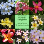 Graines de Frangipanier / Plumeria - lot de 10 graines