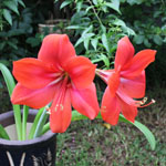 Hippeastrum / Amaryllis - lot de 10 graines