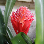 Billbergia pyramidalis / Bromelia - lot de 5 graines