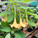 Brugmansia arborea / Datura - lot de 15 graines
