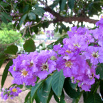 Lagerstroemia speciosa / Banaba - lot de 25 graines