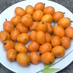 Spondias purpurea ' lutea' / Prune Mombin - lot de 5 graines