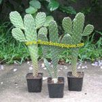 Opuntia / Cactus - Jeune plant