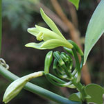 Bouture de Vanille / Vanilla planifolia / Orchidée - 0m50