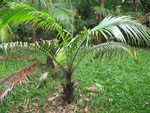 Acanthophoenix rubra / Palmiste Rouge - Jeune plant
