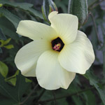 Hibiscus abelmoschus / Abelmoschus manihot - lot de 10 graines