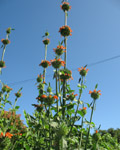 Leonotis leonorus / Oreille de Lion - Lot de 30 graines