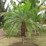 Phoenix roebellinii / Palmier Dattier Nain - jeune plant