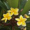 Plumeria / Frangipanier Jaune
