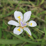 Dietes vegeta / Iris Africain - lot de 10 graines