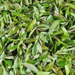 Feuilles de Cannelle - sachet de 20 g.