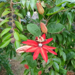 Passiflora coccinea / Passiflore Ecarlate - lot de 10 graines