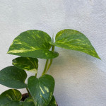 Epipremnum aureum / Pothos doré - Jeune Plant