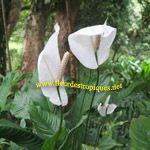 Spathiphyllum geant / Fleur de Lune - lot de 10 graines