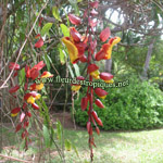 Thunbergia mysorensis / Liane de Mysore - jeune plant - RARE