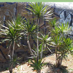 Dracaena marginata / Dracena - lot de 10 graines