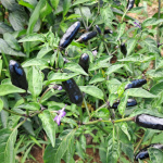 Capsicum / Piment Noir - lot de 20 graines