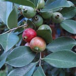 Psidium cattleyanum / Goyavier de Chine - lot de 10 graines