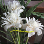Etlingera eliator / Rose de Porcelaine Blanche - Rhizome