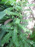 Murraya koenigii / Caloupilé - Lot de 5 graines - RARE