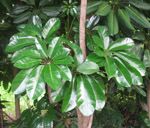 Brassaia actinophylla / Arbre Ombrelle - lot de 25 graines