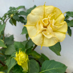 Datura Jaune à fleur double - lot de 10 graines