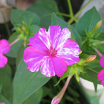 Mirabilis jalapa / Belle de Nuit