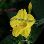 Mirabilis jalapa / Belle de Nuit jaune - lot de 10 graines -  Fleur-des-Tropiques