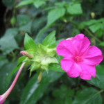 Mirabilis jalapa / Belle de Nuit Rose - lot de 15 graines