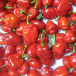 Capsicum Sp. / Piment Cabri - lot de 20 graines