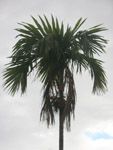 Areca catechu / Palmier à Betel - Jeune plant - RARE