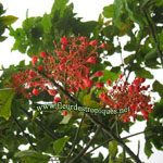 Brachychiton acerifolius / Flamme Australienne - lot de 10 graines