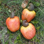 Anacardium occidentale - Cajou - jeune plant