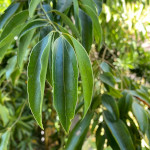 Feuilles de Cannelle