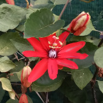 Passiflora coccinea / Passiflore Ecarlate - lot de 10 graines