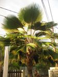 Pritchardia pacifica / Palmier des Iles Fidji - lot de 10 graines