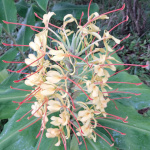 Hedychium gardnerianum / Longose - lot de 20 graines