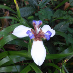 Neomarica gracilis / Iris Marcheur - lot de 10 graines
